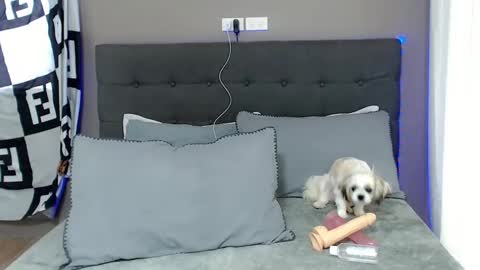 Snapshot of lovely_jastine chatting on 2, 12, 2024 Jastine online show from 2, 12, 2024