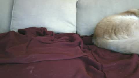 Snapshot of lowhangingfruit93 chatting on 26, 1, 2025 lowhangingfruit93 online show from 26, 1, 2025