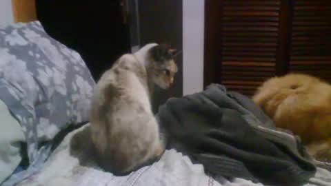 Snapshot of lucasgody chatting on 19, 10, 2025 lucas online show from 19, 10, 2025