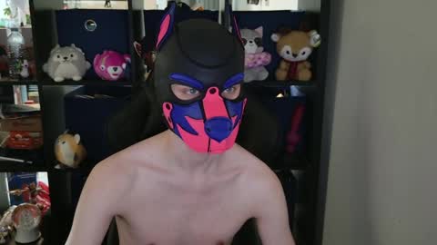 MellPUP online show from 29, 4, 2026