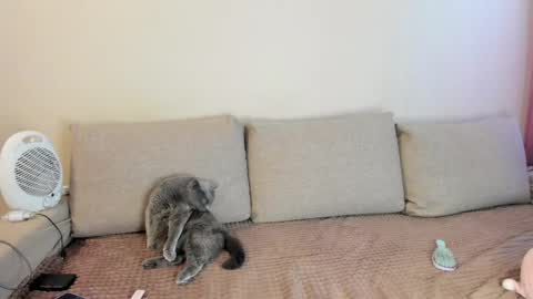 Kitty online show from 16, 5, 2026