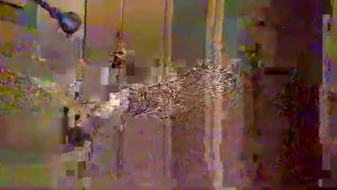 mistermilano88 online show from 11, 9, 2025