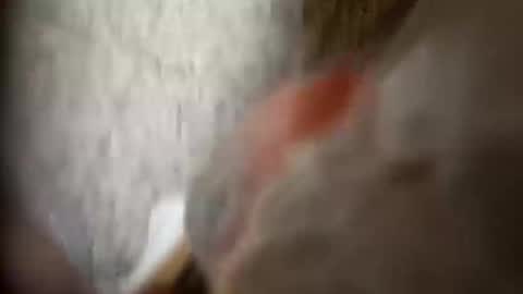 moos1 online show from 25, 9, 2025