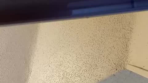 melissa online show from 2, 3, 2026