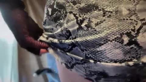 mskarentoy online show from 6, 10, 2025