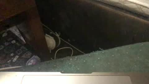 Snapshot of mswhoknows chatting on 11, 1, 2026 Tara Jane online show from 11, 1, 2026