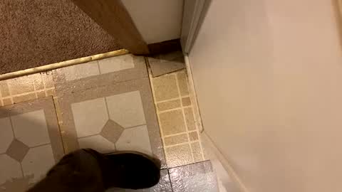 nairda2senoniuq online show from 20, 12, 2024