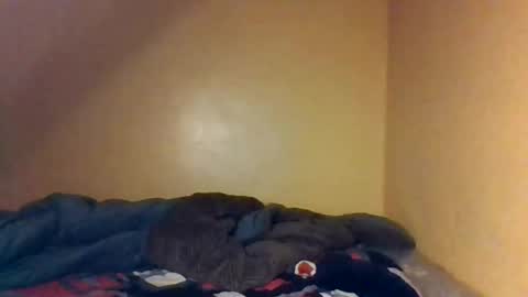 Bree doll online show from 26, 4, 2026