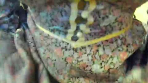 Snapshot of nicebrown chatting on 26, 1, 2025 Sfora online show from 26, 1, 2025