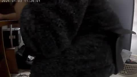 Snapshot of nineinchhard chatting on 3, 1, 2025 nineinchhard online show from 3, 1, 2025