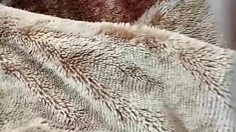 sim  nib online show from 2, 2, 2026