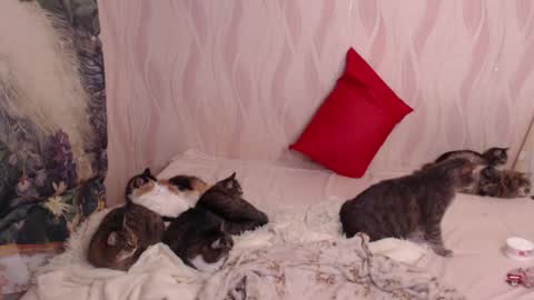 Olivia online show from 4, 3, 2025