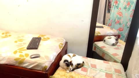 diana online show from 13, 9, 2025