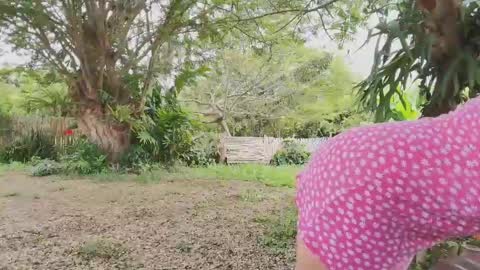 paoguerrax354 online show from 19, 4, 2026