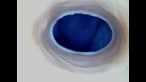 Paula 18 Aninhos online show from 14, 6, 2026