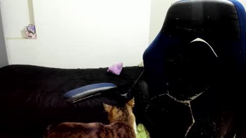 Snapshot of pink_dustt chatting on 14, 10, 2025 weedcandy ig y twitter xpink dustt online show from 14, 10, 2025