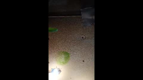 Snapshot of potsymcstoner chatting on 12, 9, 2025 potsymcstoner online show from 12, 9, 2025