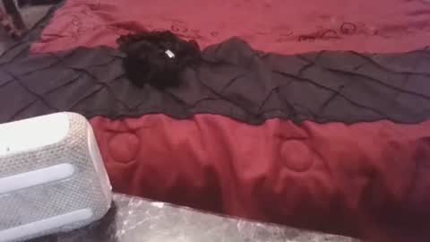 prettyp7729206 online show from 3, 11, 2025