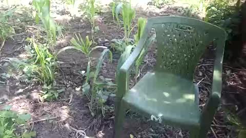 purebae online show from 12, 11, 2025