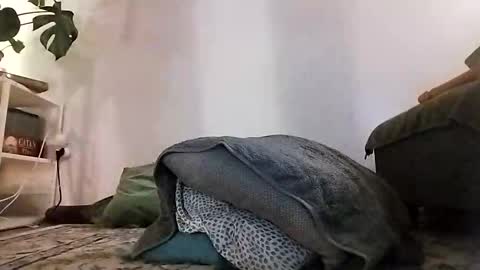 Snapshot of ranchoarg chatting on 8, 1, 2026 ranchoarg online show from 8, 1, 2026