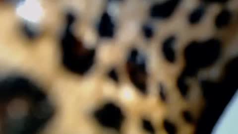 Snapshot of raze_fuckzx chatting on 4, 2, 2026 cindy online show from 4, 2, 2026