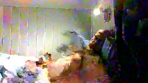 real_viking1 online show from 17, 12, 2025