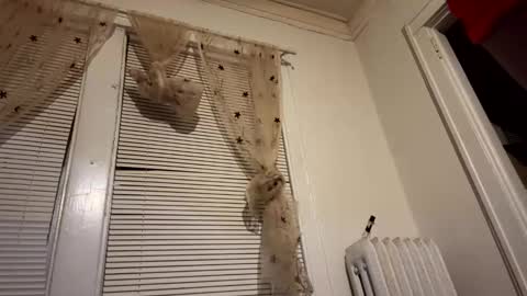 Snapshot of realdrewreynolds chatting on 11, 12, 2024 tranzGODess online show from 11, 12, 2024