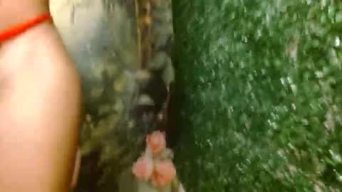 rosa online show from 18, 4, 2026