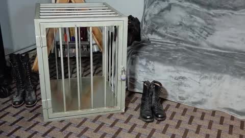 RoughnBootz online show from 4, 2, 2025