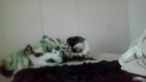 Snapshot of roxybcali chatting on 5, 11, 2025 Roxy and Brock online show from 5, 11, 2025