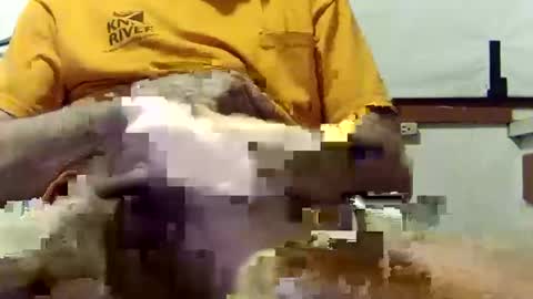 scoutiii online show from 10, 3, 2025