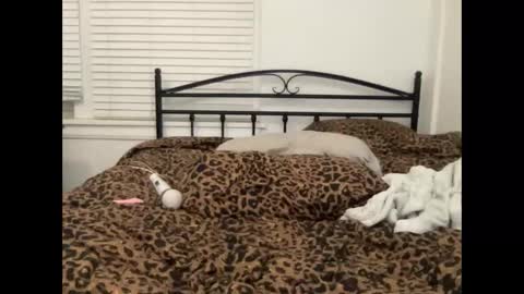 Aria online show from 5, 6, 2026