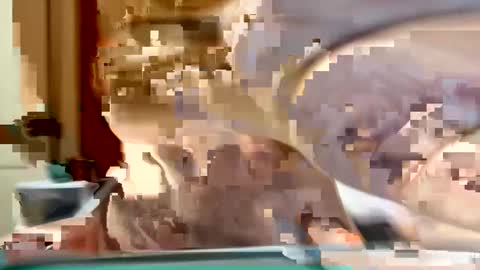 sexyy_red08 online show from 2, 11, 2025