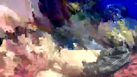 Shamroc online show from 22, 3, 2026