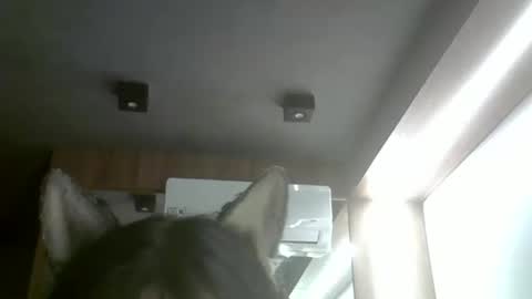 skinnykittencam online show from 1, 2, 2026