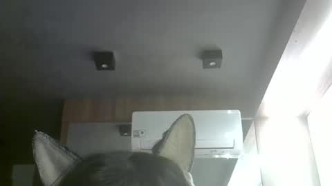 skinnykittencam online show from 10, 5, 2026