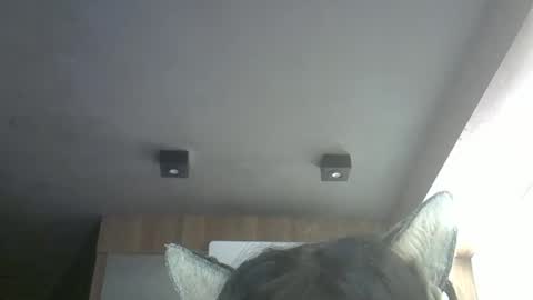 skinnykittencam online show from 12, 5, 2026