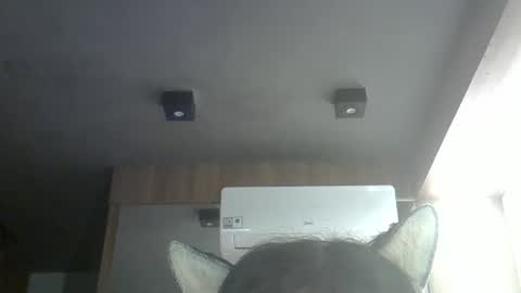 skinnykittencam online show from 16, 5, 2026