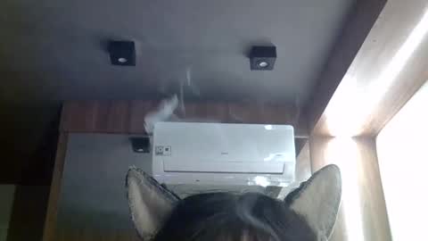 skinnykittencam online show from 20, 5, 2026