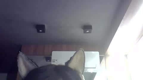 skinnykittencam online show from 29, 5, 2026