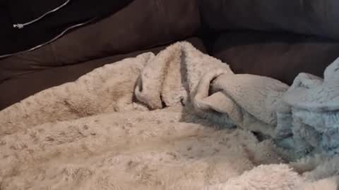 smitten_kitten1313 online show from 22, 2, 2026