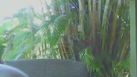 soveryhandsome online show from 12, 4, 2026