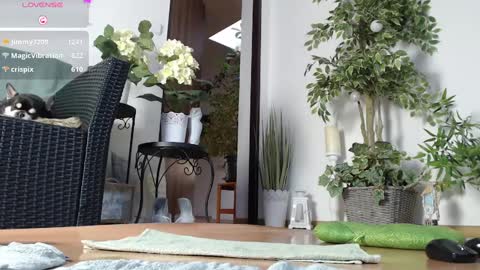Snapshot of squirtmanica chatting on 1, 1, 2025 Monica online show from 1, 1, 2025