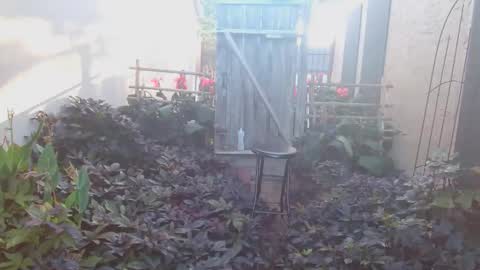 Snapshot of srtxshow chatting on 18, 10, 2025 srtxshow online show from 18, 10, 2025