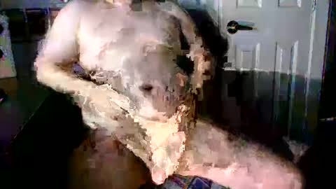 Snapshot of stockyguy31 chatting on 16, 10, 2025 StockynCuddly online show from 16, 10, 2025