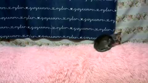 sweetnipples1987 online show from 14, 6, 2026