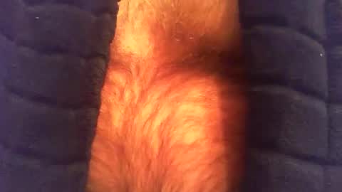 swils67 online show from 25, 4, 2026