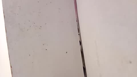 tall6feet7inch online show from 15, 2, 2026