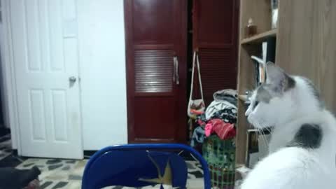 Angeline  Follow  online show from 11, 6, 2026