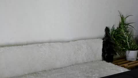 thief_of_hearts_ online show from 26, 11, 2025